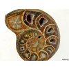  Ammoniten waren Bewohner der Urozeane in der...