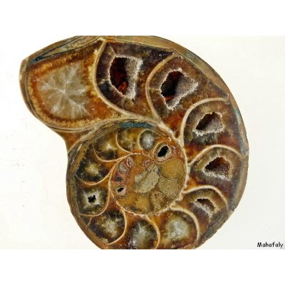 Ammoniten Muscheln Knochen