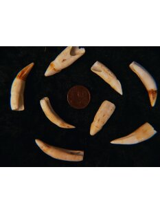 echt Madagaskar Nil Krokodilzahn Alligatorzahn roh unbehandelt 30 - 35 mm