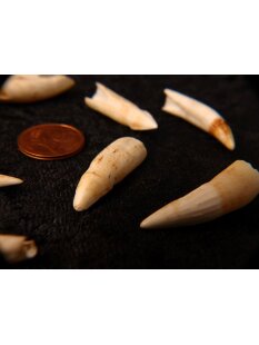 echt Madagaskar Nil Krokodilzahn Alligatorzahn roh unbehandelt 30 - 35 mm