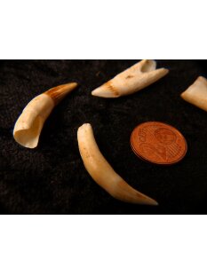 echt Madagaskar Nil Krokodilzahn Alligatorzahn roh unbehandelt 30 - 35 mm