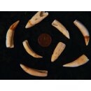 echt Madagaskar Nil Krokodilzahn Alligatorzahn roh unbehandelt 30 - 35 mm