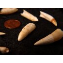 echt Madagaskar Nil Krokodilzahn Alligatorzahn roh unbehandelt 30 - 35 mm