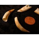 echt Madagaskar Nil Krokodilzahn Alligatorzahn roh unbehandelt 30 - 35 mm