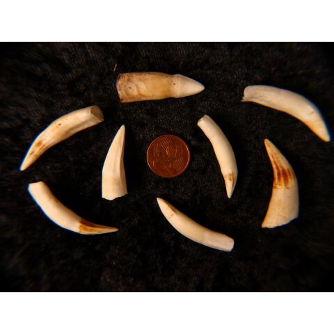 echt Madagaskar Nil Krokodilzahn Alligatorzahn roh unbehandelt 35 - 40 mm