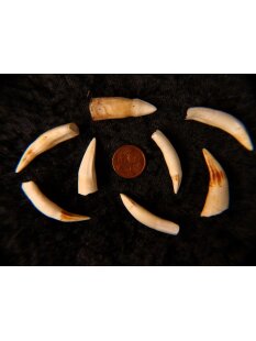 echt Madagaskar Nil Krokodilzahn Alligatorzahn roh unbehandelt 35 - 40 mm