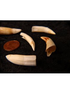 echt Madagaskar Nil Krokodilzahn Alligatorzahn roh unbehandelt 35 - 40 mm