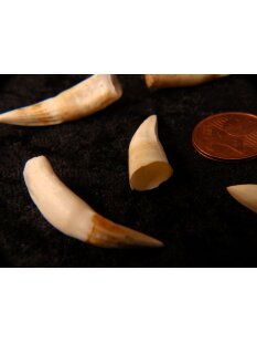 echt Madagaskar Nil Krokodilzahn Alligatorzahn roh unbehandelt 35 - 40 mm