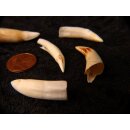 echt Madagaskar Nil Krokodilzahn Alligatorzahn roh unbehandelt 35 - 40 mm