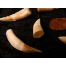 echt Madagaskar Nil Krokodilzahn Alligatorzahn roh unbehandelt 35 - 40 mm