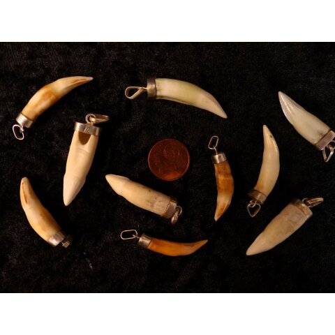 Anhänger echt Madagaskar Krokodilzahn Alligatorzahn unbehandelt mit Silberfassung 40 - 45  mm