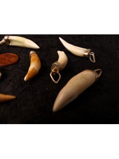 Anhänger echt Madagaskar Krokodilzahn Alligatorzahn unbehandelt mit Silberfassung 40 - 45  mm