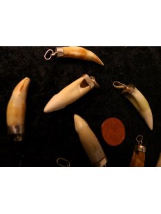 Anhänger echt Madagaskar Krokodilzahn Alligatorzahn unbehandelt mit Silberfassung 40 - 45  mm