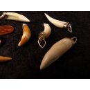 Anhänger echt Madagaskar Krokodilzahn Alligatorzahn unbehandelt mit Silberfassung 40 - 45  mm