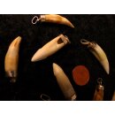 Anhänger echt Madagaskar Krokodilzahn Alligatorzahn unbehandelt mit Silberfassung 40 - 45  mm