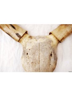Zebukopf Hornschädel präpariert mit abnehmbaren Hörnern ca. 40 x 30 cm = Code P