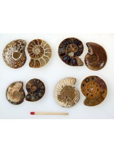 1 x Ammoniten Paar Durchmesser 25 bis 40 mm