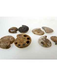 1 x Ammoniten Paar Durchmesser 25 bis 40 mm
