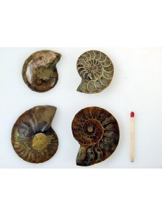 1 x Ammoniten Paar Durchmesser 40 bis 50 mm