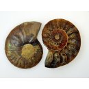 1 x Ammoniten Paar Durchmesser 40 bis 50 mm