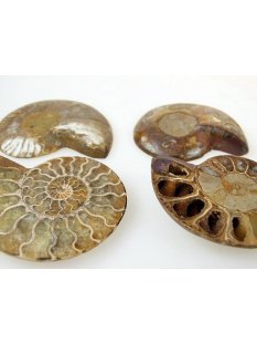 1 x Ammoniten Paar Durchmesser 50 bis 70 mm