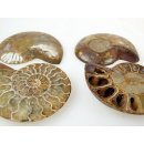 1 x Ammoniten Paar Durchmesser 50 bis 70 mm