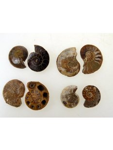 1 x Ammoniten Paar Durchmesser 05 bis 25 mm