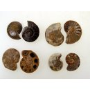 1 x Ammoniten Paar Durchmesser 05 bis 25 mm