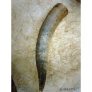 Watussi Horn. 55 bis 65 cm natur roh