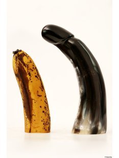 Horn Phallusskulptur und Dildo 27 - 35 cm Code G hochpoliert und glänzend