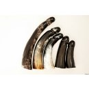 Horn Phallusskulptur und Dildo 27 - 35 cm Code G hochpoliert und glänzend