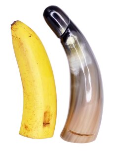 Horn Phallusskulptur und Dildo mit Gürtelschlitz. 18 bis 20 cm = Code D glänzend poliert