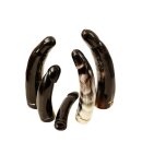 Horn Phallusskulptur und Dildo mit Gürtelschlitz. 18 bis 20 cm = Code D glänzend poliert