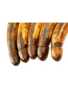 Horn Phallusskulptur und Dildo mit Gürtelschlitz. 18 bis 20 cm = Code D seidenmatt natur