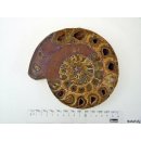 AM01 Ammonit Querschnitt D 160 mm allseitig poliert 740 g