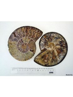 AM02 Ammoniten Paar D 160 mm allseitig poliert 740 g