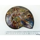 AMP13 Ammonit ungeteilt irisierend D 70 mm allseitig poliert 240 g