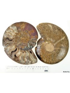 AM21 Ammonit Paar D 150 mm allseitig poliert 1005 g