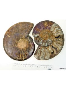 AM21 Ammonit Paar D 150 mm allseitig poliert 1005 g