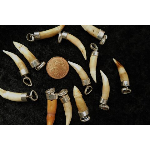 Anhänger echt Madagaskar Krokodilzahn Alligatorzahn unbehandelt  mit Silberfassung 20 - 30 mm