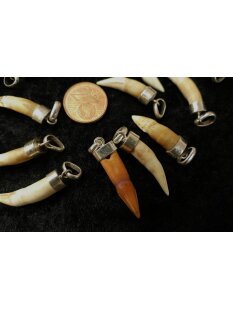 Anhänger echt Madagaskar Krokodilzahn Alligatorzahn unbehandelt  mit Silberfassung 20 - 30 mm