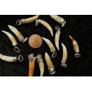 Anhänger echt Madagaskar Krokodilzahn Alligatorzahn unbehandelt  mit Silberfassung 20 - 30 mm