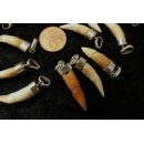 Anhänger echt Madagaskar Krokodilzahn Alligatorzahn unbehandelt  mit Silberfassung 20 - 30 mm