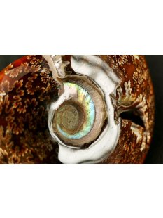 AML02 Madagaskar Ammonit de luxe 155 mm 657 g Lobenlinien