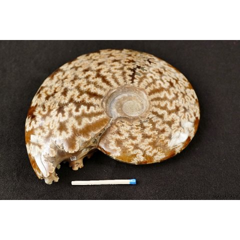 AML03 Madagaskar Ammonit de luxe 135 mm 623 g Lobenlinien
