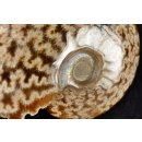 AML03 Madagaskar Ammonit de luxe 135 mm 623 g Lobenlinien