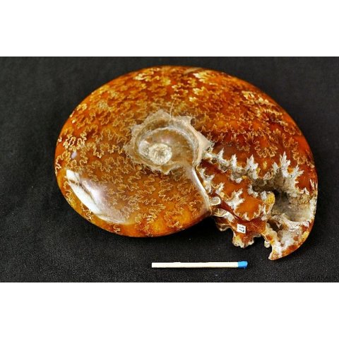 AML04 Madagaskar Ammonit de luxe 135 mm 520 g Perlmutt
