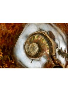 AML04 Madagaskar Ammonit de luxe 135 mm 520 g Perlmutt