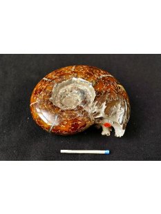 AML07 Madagaskar Ammonit / Natilus de luxe 95 mm 350 g...