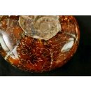 AML07 Madagaskar Ammonit / Natilus de luxe 95 mm 350 g Lobenlinien